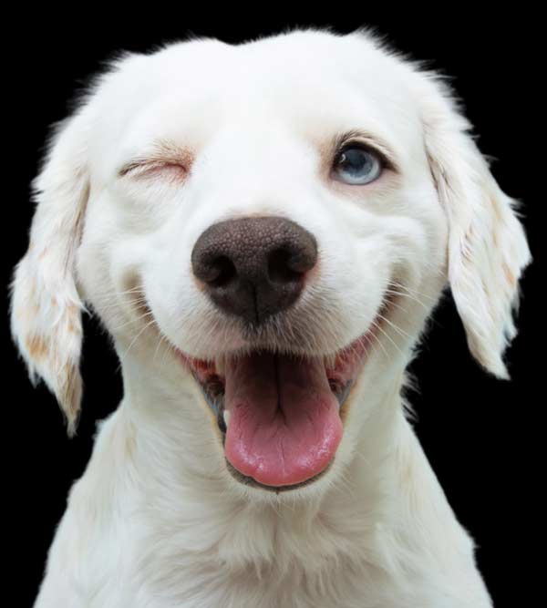 Happy Dog