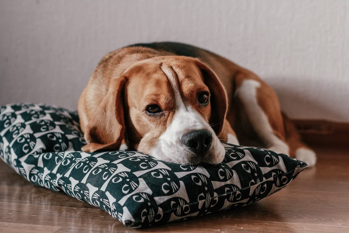 Back to School Blues: Helping your Pet Adjust to Increased Alone Time