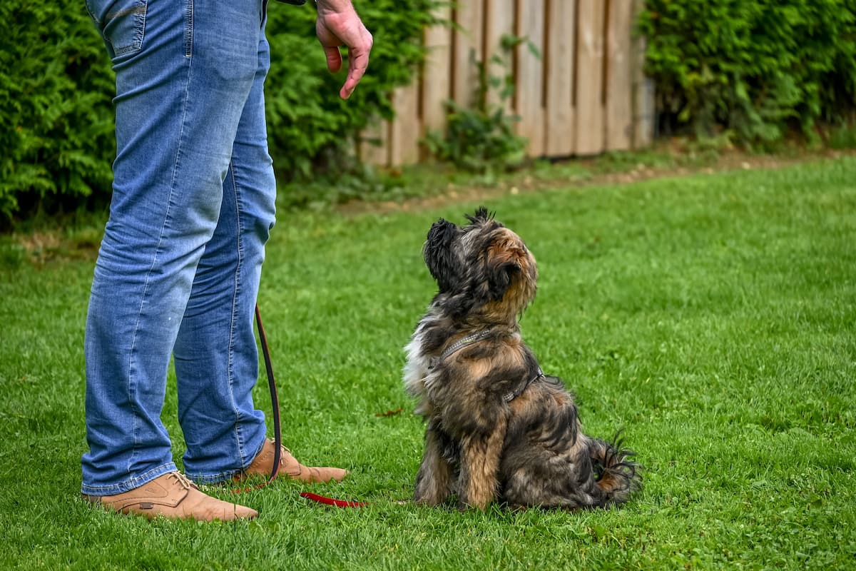 Dog Training: From First Commands to Summer Adventures